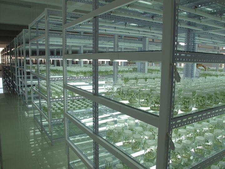 Tissue Culture Rack Laboratory Chennai